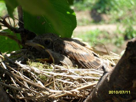 fiokak_kajszisban.jpg fiokak_kajszisban.jpg